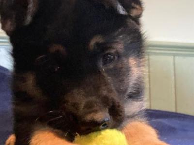 Exceptional,  traditional pure breed German shepherd  puppies