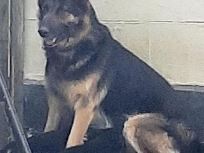 Exceptional,  traditional pure breed German shepherd  puppies