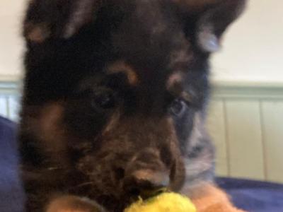 Exceptional,  traditional pure breed German shepherd  puppies