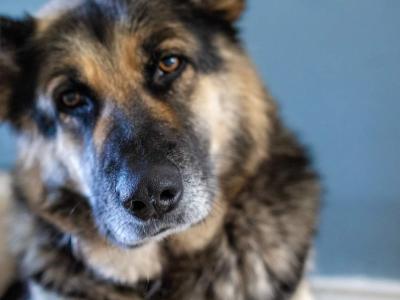 Exceptional,  traditional pure breed German shepherd  puppies