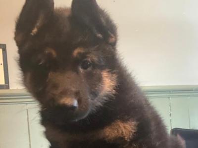 Exceptional,  traditional pure breed German shepherd  puppies