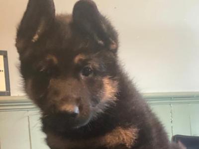 Exceptional, traditional purebred German Shepherd puppies in Offaly