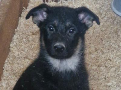 Exceptional, traditional purebred German Shepherd puppies in Offaly