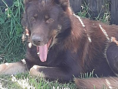 Exceptional,  traditional pure breed German shepherd  puppies