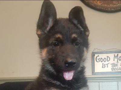 Exceptional,  traditional pure breed German shepherd  puppies