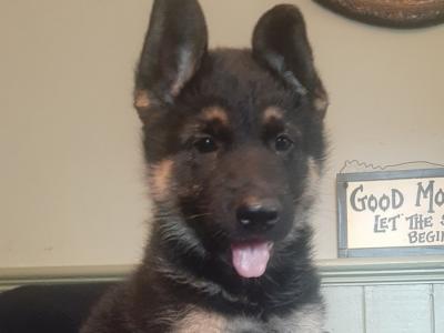 Exceptional, traditional purebred German Shepherd puppies in Offaly