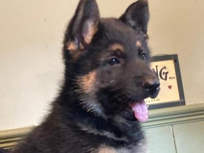 Exceptional, traditional purebred German Shepherd puppies in Offaly