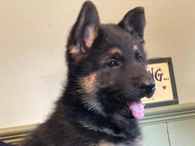 Exceptional, traditional purebred German Shepherd puppies in Offaly