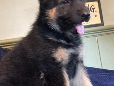 Exceptional,  traditional pure breed German shepherd  puppies