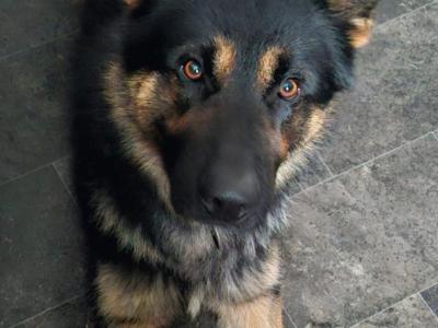 Exceptional,  traditional pure breed German shepherd  puppies