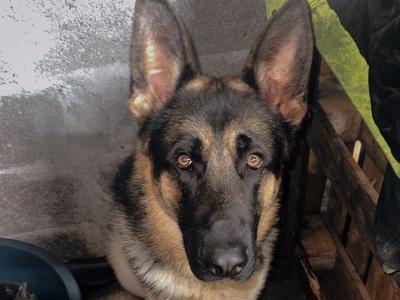 German Shepherd dog for sale
