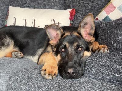 German Shepherd dog for sale