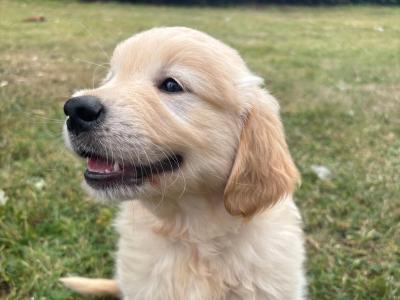 Gorgeous Golden Retriever Pups IKC