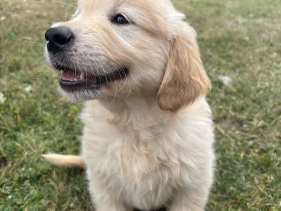 Pedigree Golden Retriever Puppies IKC