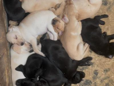 Labrador puppies in Offaly