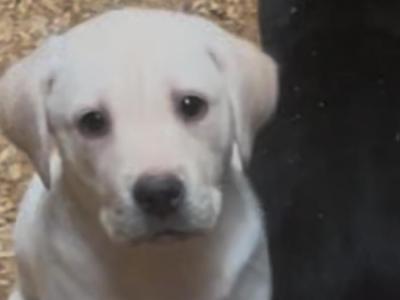 Labrador puppies in Offaly