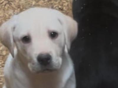 Labrador puppies in Offaly