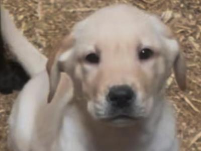 Labrador puppies in Offaly