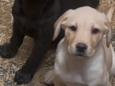 Labrador puppies in Offaly