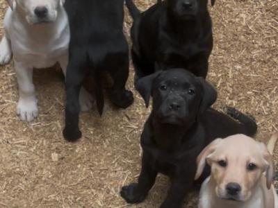 Labrador puppies in Offaly