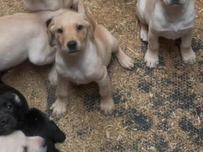 Labrador puppies in Offaly