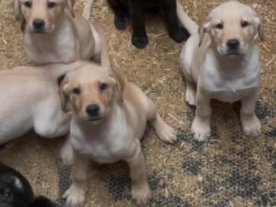 Labrador puppies in Offaly