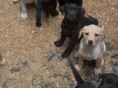Labrador puppies in Offaly