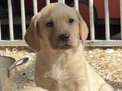 Labrador puppies in Offaly