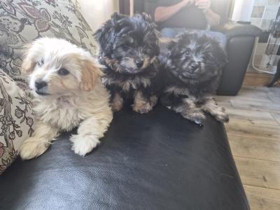 Beautiful Poochon/Pom puppies ready for their new home