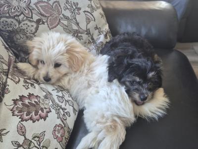 Beautiful Poochon/Pom puppies ready for their new home