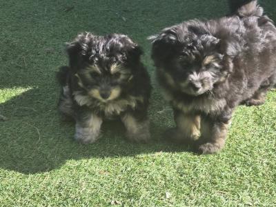 Beautiful Poochon/Pom puppies ready for their new home