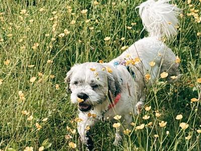 Gizmo – Shih Tzu available for stud