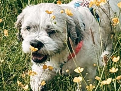 Gizmo – Shih Tzu available for stud