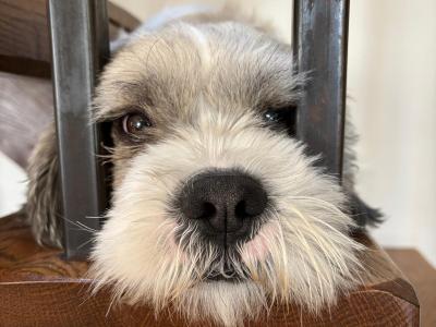 Gizmo – Shih Tzu available for stud