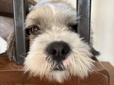 Gizmo – Shih Tzu available for stud