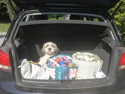 Gizmo – Shih Tzu available for stud