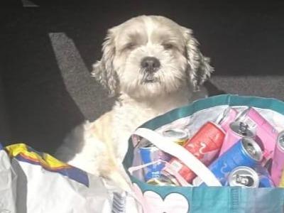 Gizmo – Shih Tzu available for stud