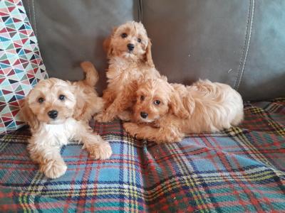 Cavapoos for sale in Carlow