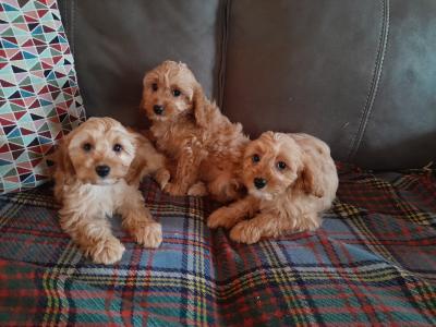 Cavapoos for sale in Carlow