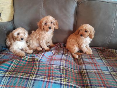 Cavapoos for sale in Carlow