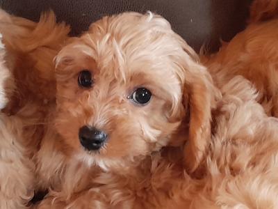 Cavapoo puppies for sale in Carlow