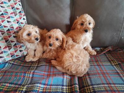Cavapoos for sale in Carlow