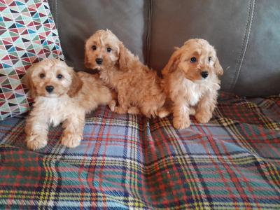 Cavapoos for sale in Carlow