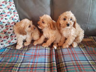 Cavapoos for sale in Carlow