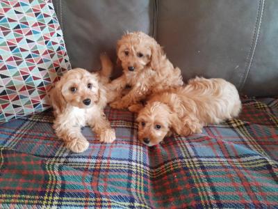 Cavapoos for sale in Carlow