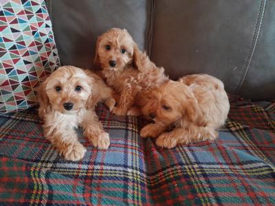 Cavapoos for sale in Carlow