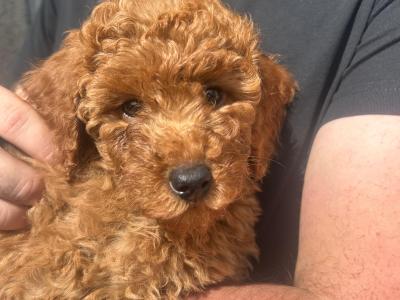 IKC Reg. Poodle pups for sale