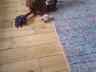 IKC Reg. Poodle pups for sale
