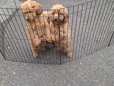 IKC Reg. Poodle pups for sale