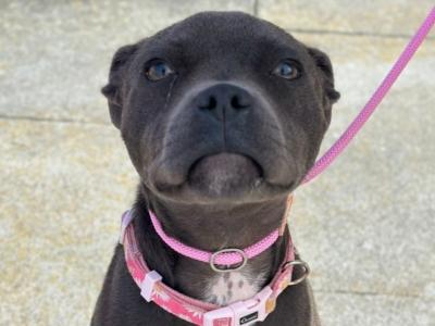 Blue female Staffy - Penny - in Wexford